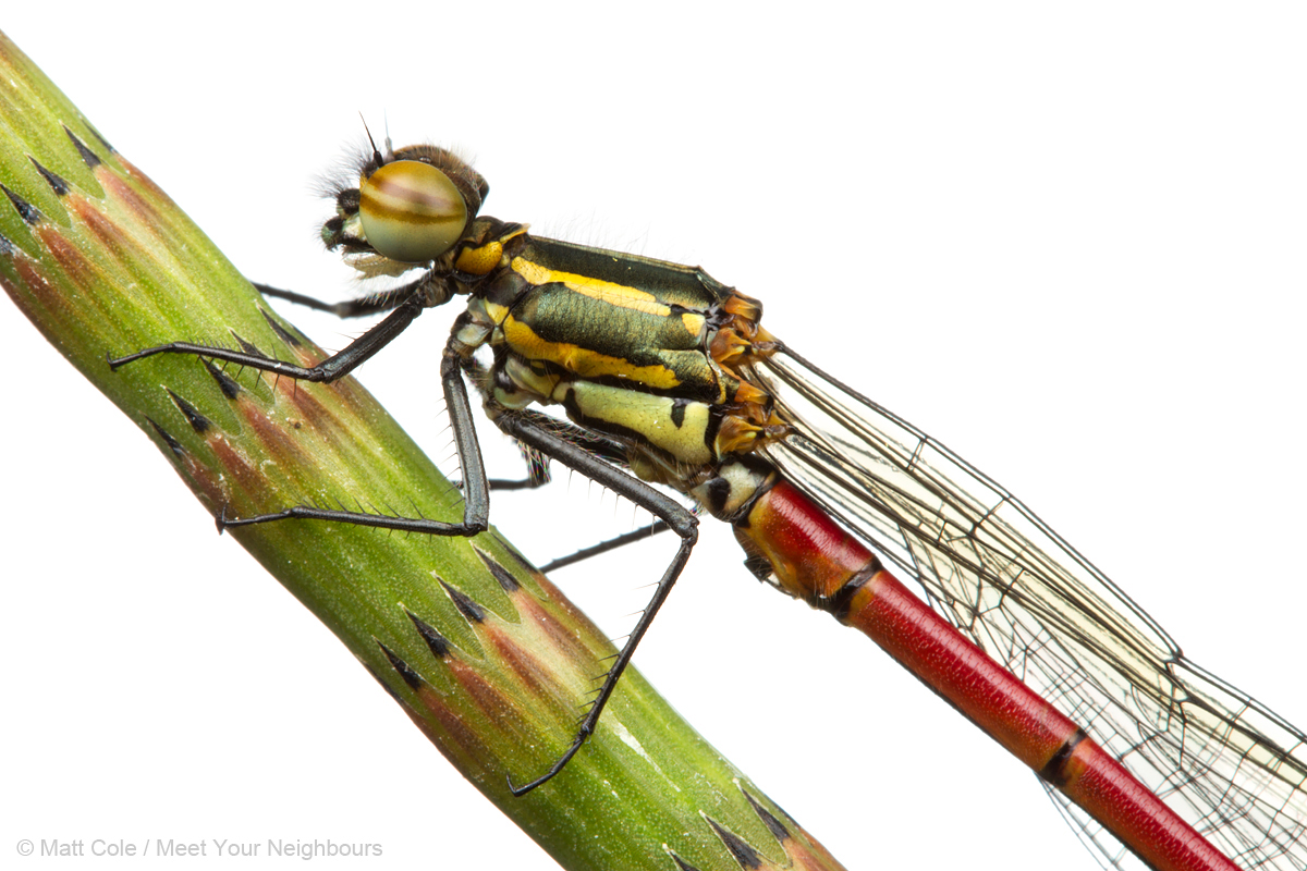 MYN Large Red Damselfly 2